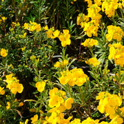 ERYSIMUM GIALLA IN VASO 14CM