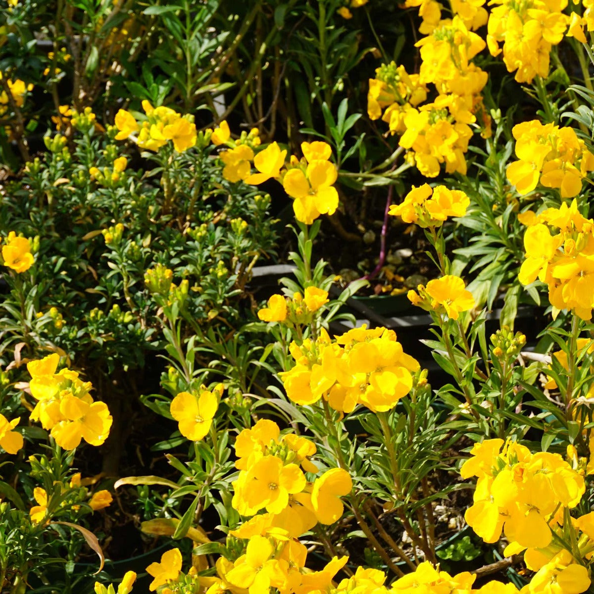 ERYSIMUM GIALLA IN VASO 14CM