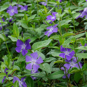 VINCA MAJOR VASO 17CM