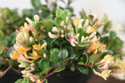 LONICERA CAPRIFOGLIO NANA LITTLE HONEY IN VASO 17CM