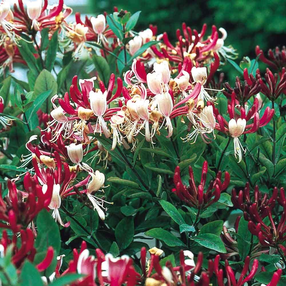 LONICERA CAPRIFOGLIO PERICLYMENUM SEROTINA VASO 17CM