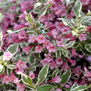 WEIGELA SUMMER MONET VASO 23CM