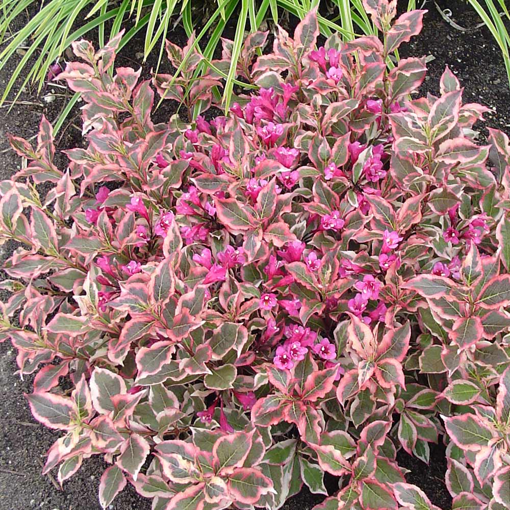 WEIGELIA MONET VASO 19CM