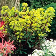 EUPHORBIA PURPUREA VASO 15CM