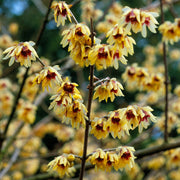 CALYCANTHUS CHIMONANTHUS PRAECOX GRANDIFLORUS VASO 18CM