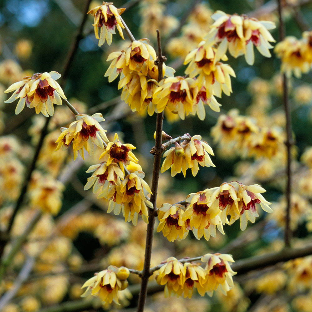 CALYCANTHUS CHIMONANTHUS PRAECOX GRANDIFLORUS VASO 18CM