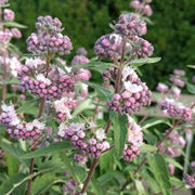 CARYOPTERIS CLAN STEPHI VASO 18CM