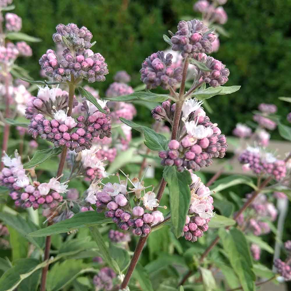 CARYOPTERIS CLAN STEPHI VASO 18CM