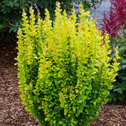 BERBERIS GOLDEN ROCKET VASO 17CM