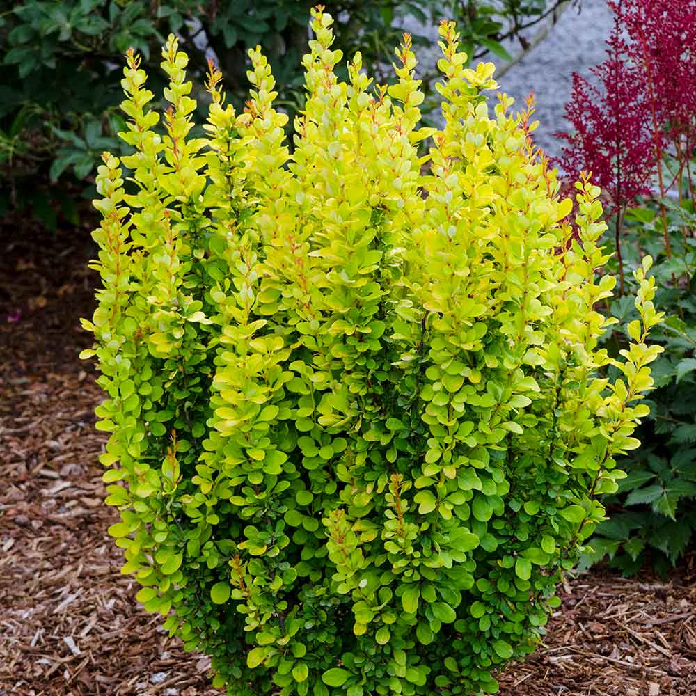 BERBERIS GOLDEN ROCKET VASO 17CM