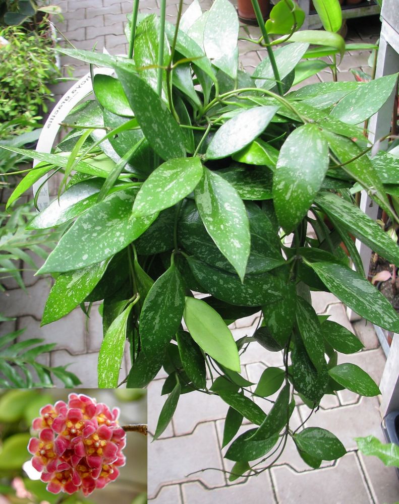 HOYA GRACILIS FIORE DI CERA VASO 19CM