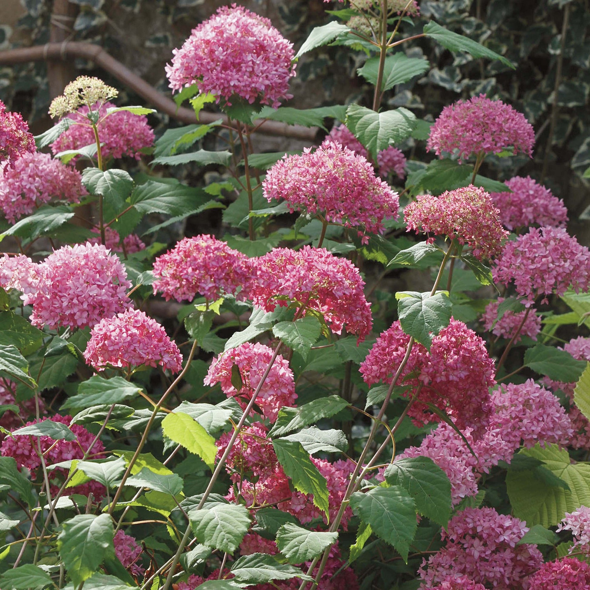 ORTENSIA HYDRANGEA ARBORESCENS  SWEET ANNABELLE VASO 18CM