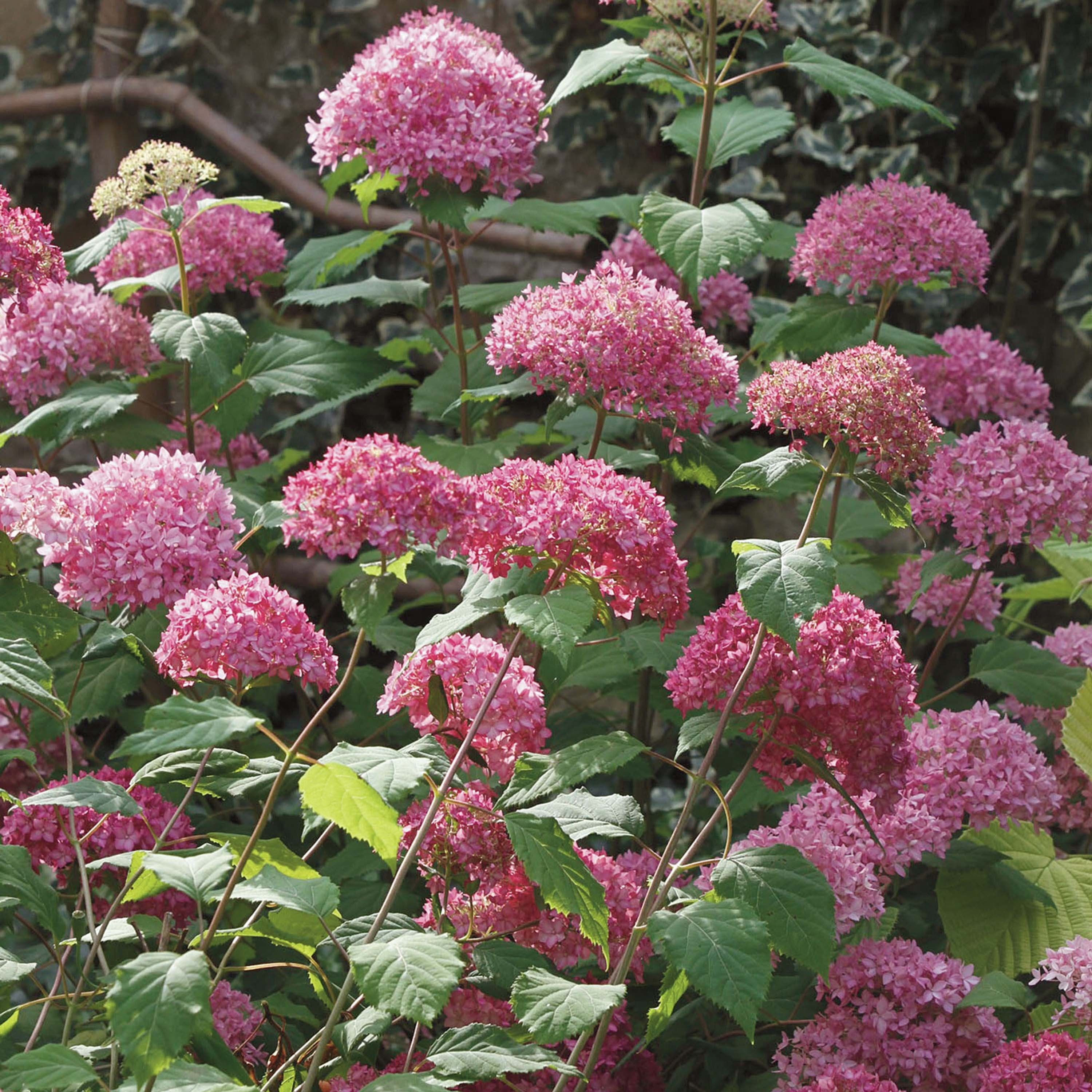 ORTENSIA HYDRANGEA ARBORESCENS  SWEET ANNABELLE VASO 18CM