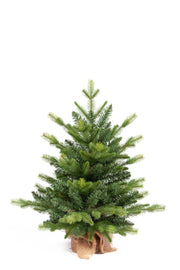 PINETTO VERDE 60CM CON BASE IN JUTA