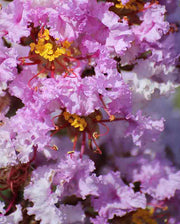 LAGERSTROEMIA INDICA RHAPSODY PINK VASO 18CM