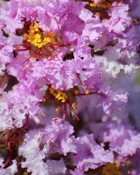 LAGERSTROEMIA INDICA RHAPSODY PINK VASO 18CM