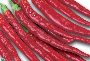 RHUBARBE DANS UN POT DE 14 CM