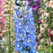 DELPHINIUM MAGIC FOUNTAIN BLUE WHITE VASO 18CM