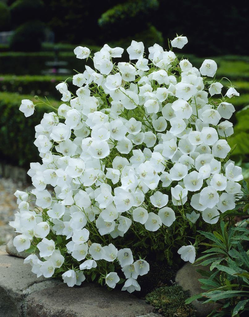 CAMPANULA GET ME BIANCA VASO 10.5CM