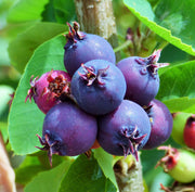 AMELANCHIER ALNIFOLIA SASKATOON BERRY IN VASO 23CM