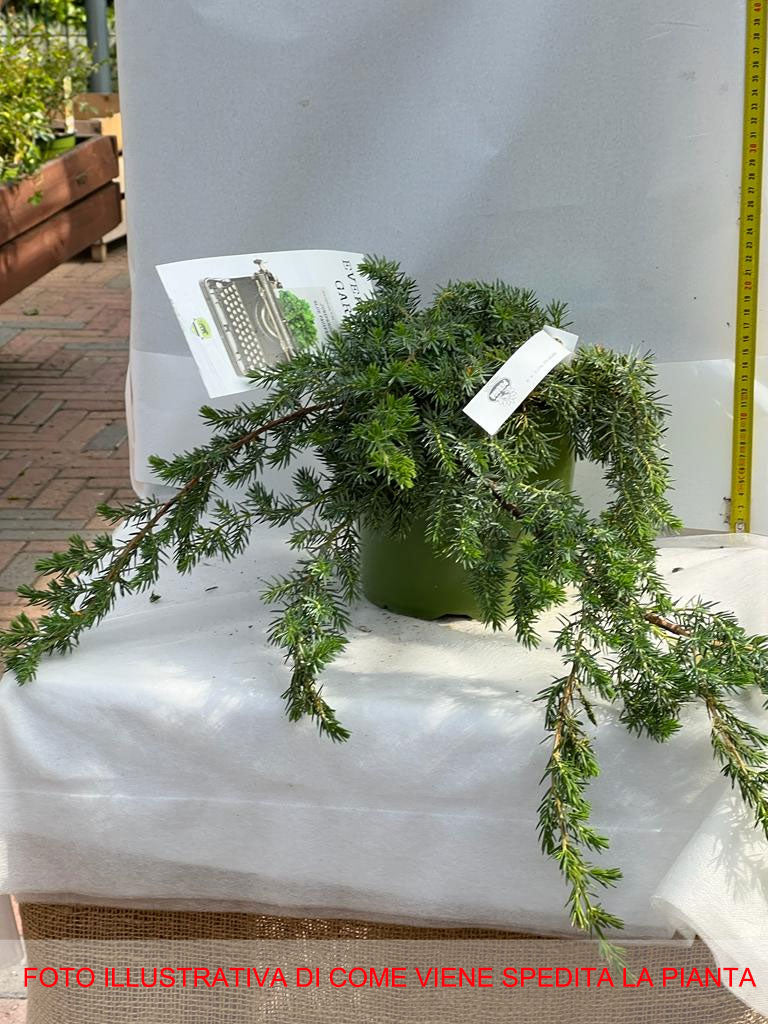 JUNIPERUS GINEPRO CONFERTA BLUE PACIFIC IN VASO 18CM