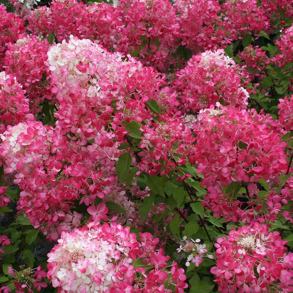 HYDRANGEA ORTENSIA PANICULATA DIAMANT ROUGE VASO 18CM