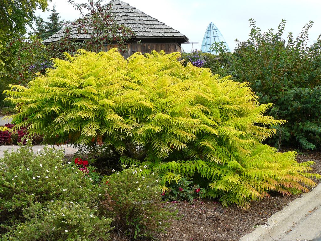 RHUS TYPHINA TIGER EYES IN VASO 18CM