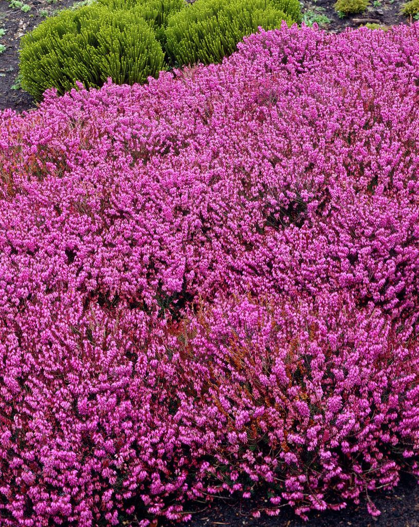 OFFERTA 3 PIANTE DI ERICA CARNEA VASO 12CM COLORI ASSORTITI