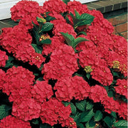ORTENSIA HYDRANGEA MACROPHYLLA ROSSA VASO 14CM