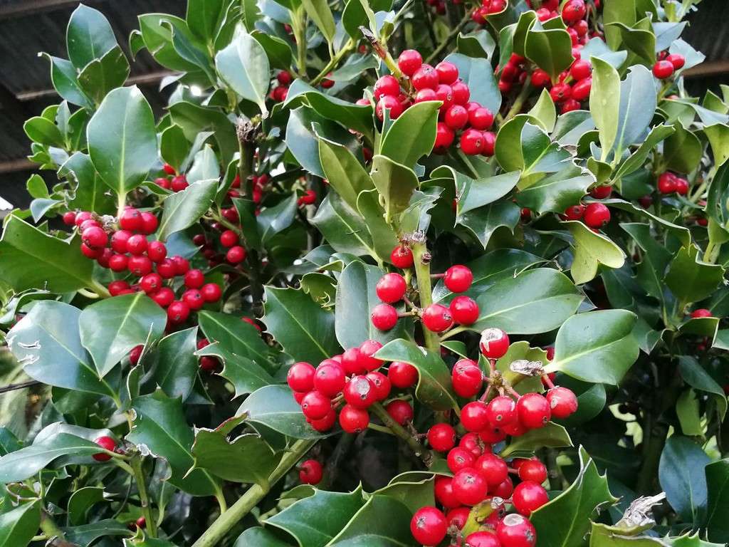 ILEX AGRIFOGLIO NELLIE STEVENS VASO 24CM