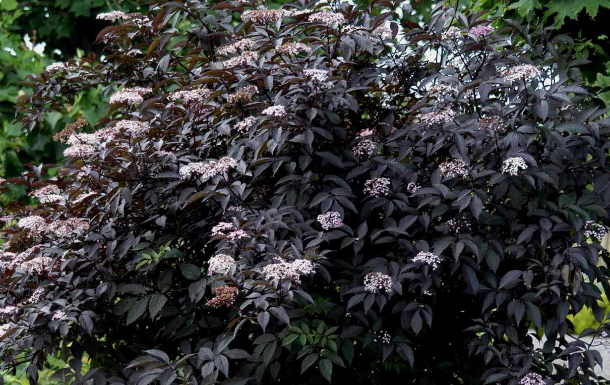 SAMBUCUS NIGRA BLACK BEAUTY VASO 19CM