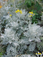 CINERARIA MARITIMA VASO 12CM