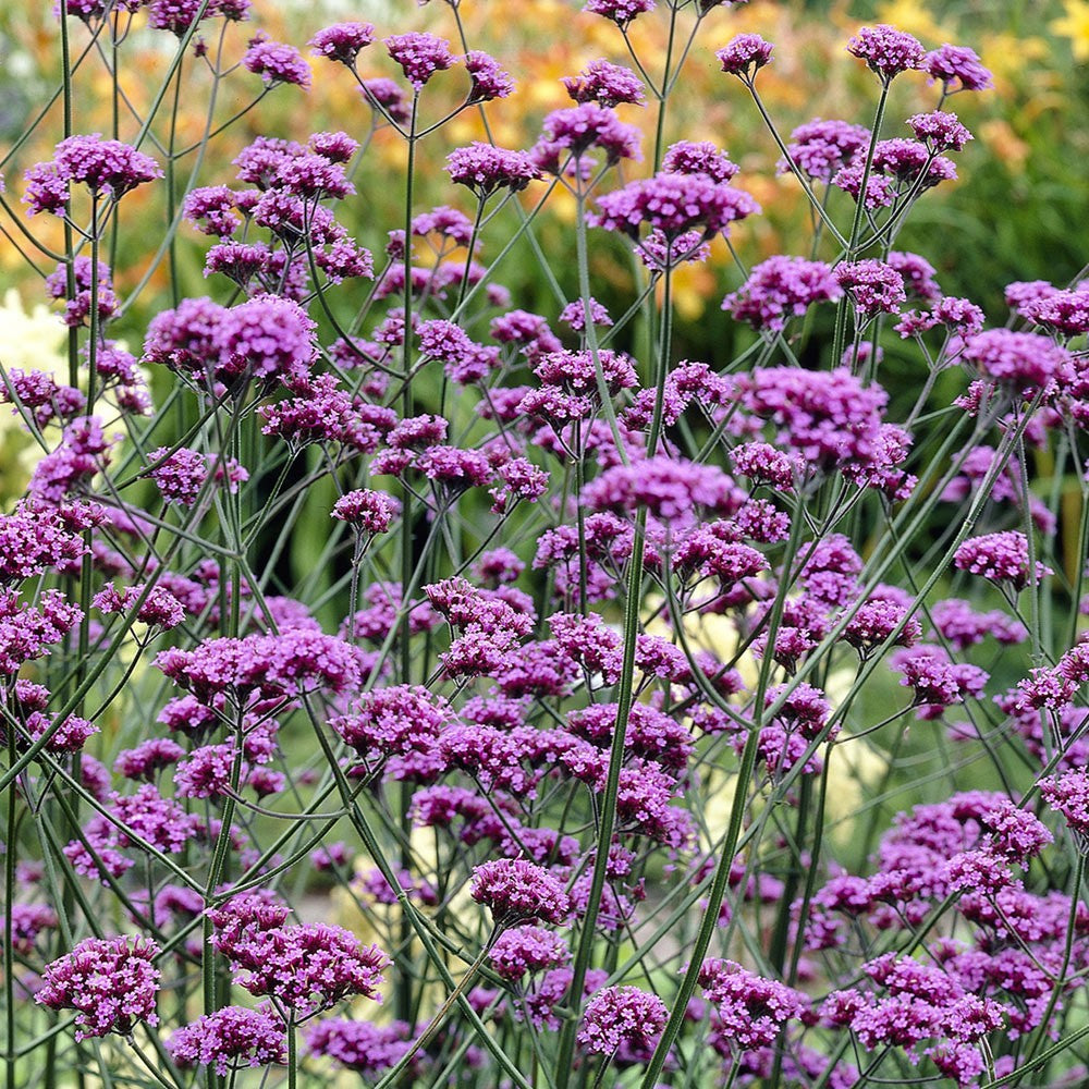 VERBENA BONARIENSIS IN VASO 18CM