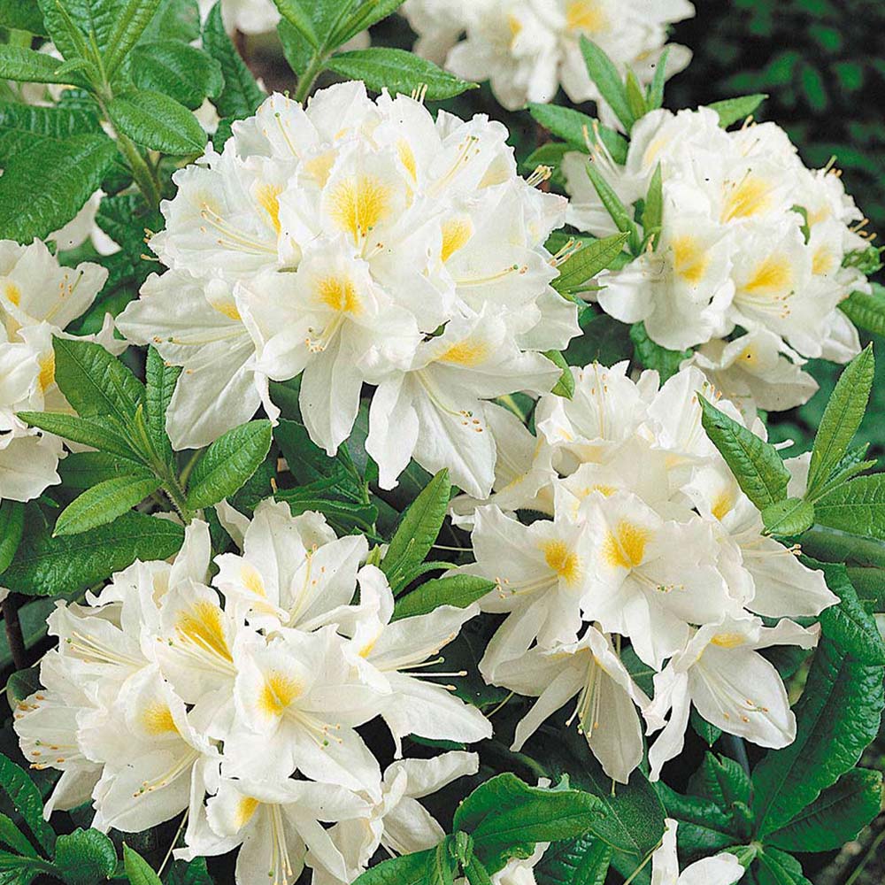 AZALEA BIANCA PERSIL KNAPHILL VASO 17CM