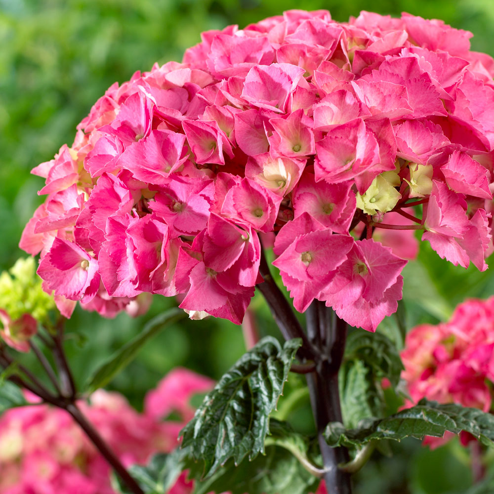 ORTENSIA HYDRANGEA MACROPHYLLA BLACK STEEL VASO 23CM