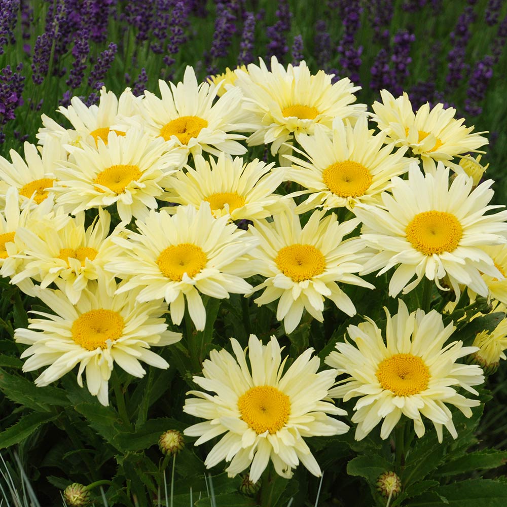 LEUCANTHEMUM MAXIMUM BANANA CREAM VASO 18CM