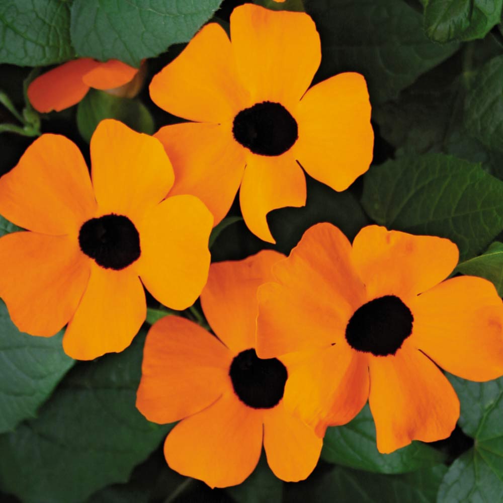 THUNBERGIA ALATA ORANGE IN VASO 19CM