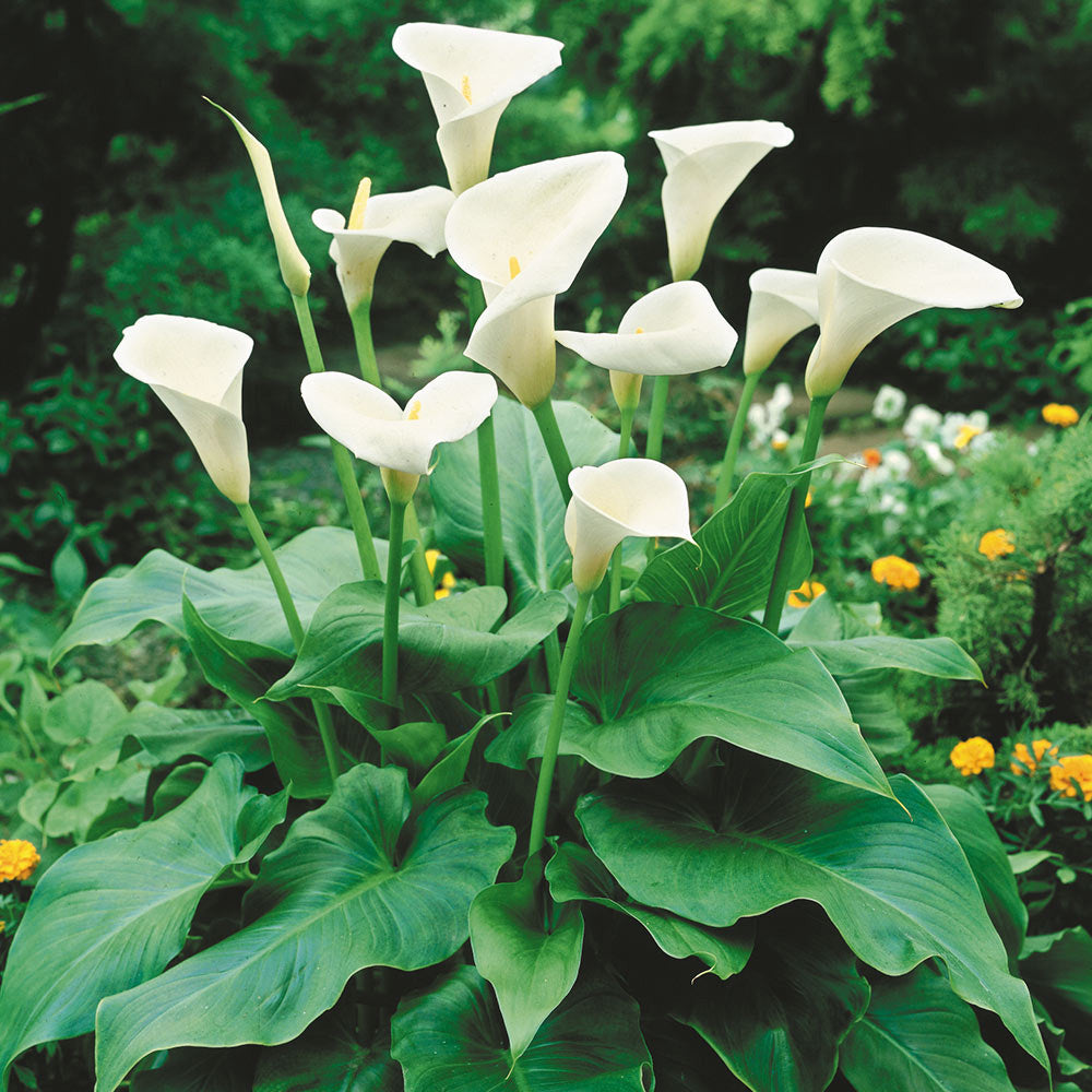 CALLA ZANTEDESCHIA BIANCA VASO 15CM