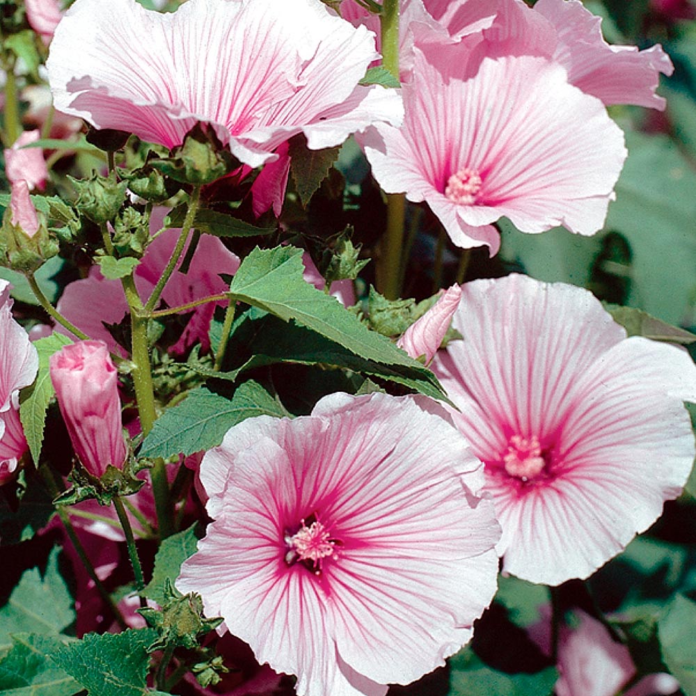 LAVATERA BLASHING BRIDE IN VASO 19CM