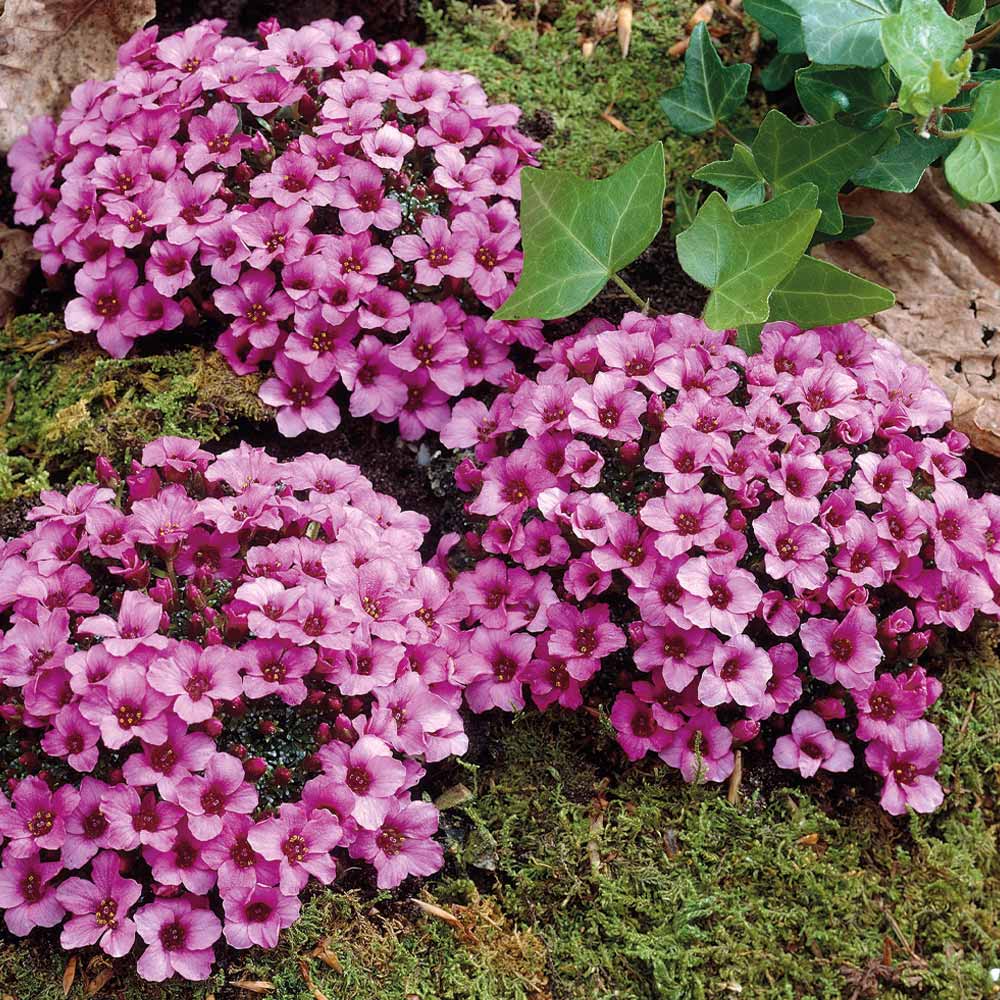 SAXIFRAGA KABSCHIA IN VASO 13CM