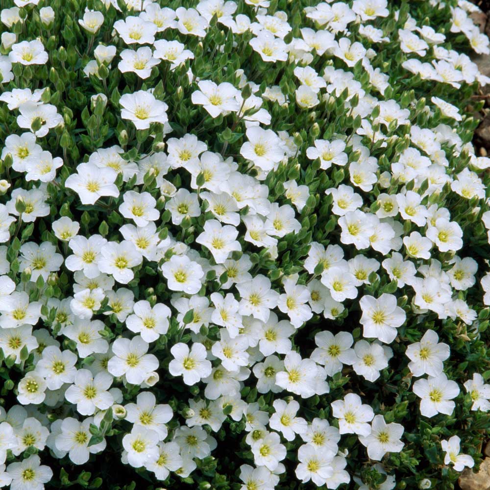ARENARIA MONTANA RONDA VASO 9CM