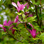 MAGNOLIA SUSAN VASO 29CM