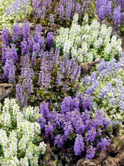 AJUGA REPTANS VARIETA' ASSORTITA VASO 13CM