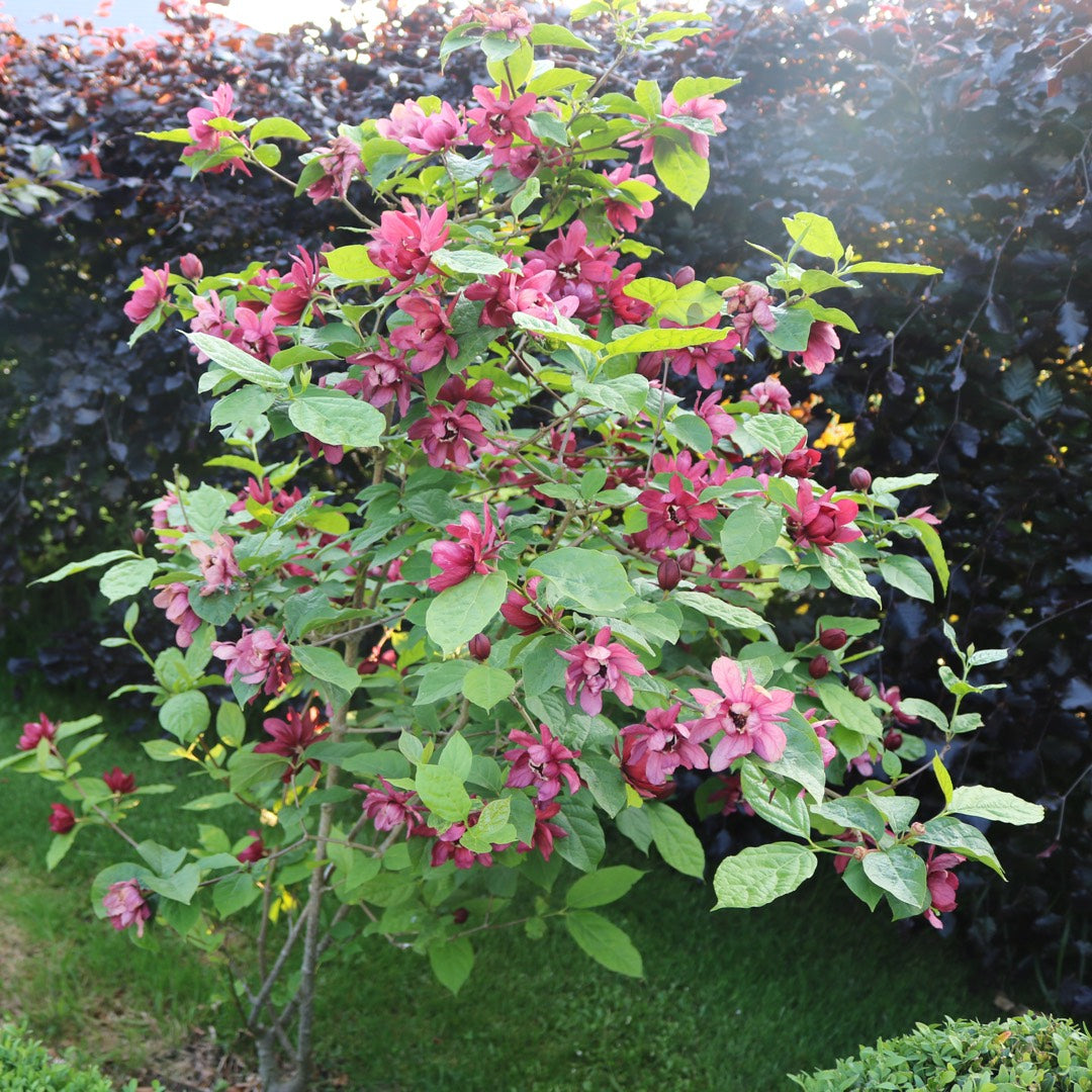 CALYCANTHUS HARTLAGE WINE VASO 19CM