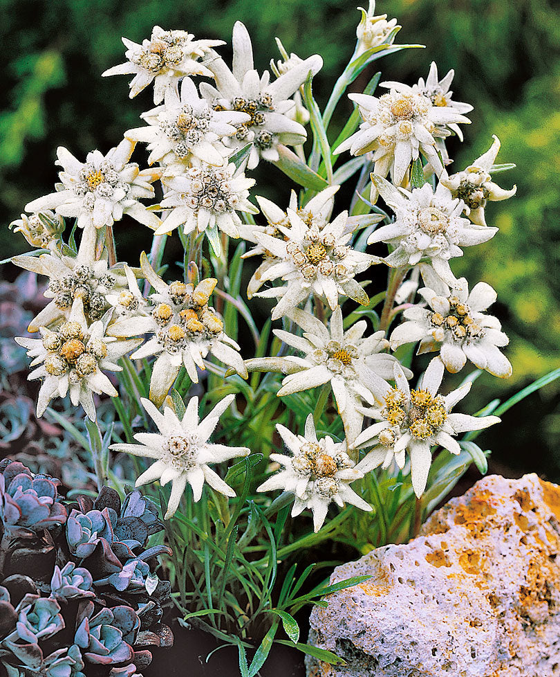 LEONTOPODIUM ALPINUM STELLA ALPINA VASO 15CM