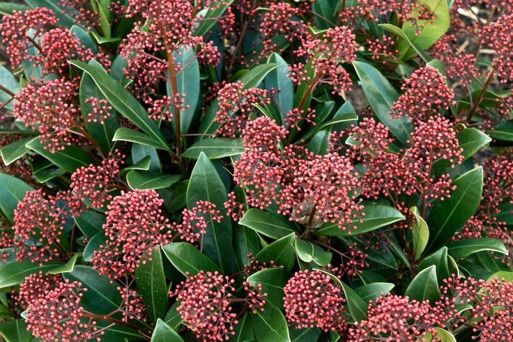 SKIMMIA RUBELLA VASO 12CM