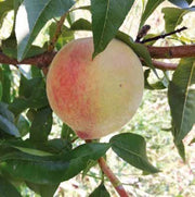 PESCO LIMONCELLO (1 PIANTA)