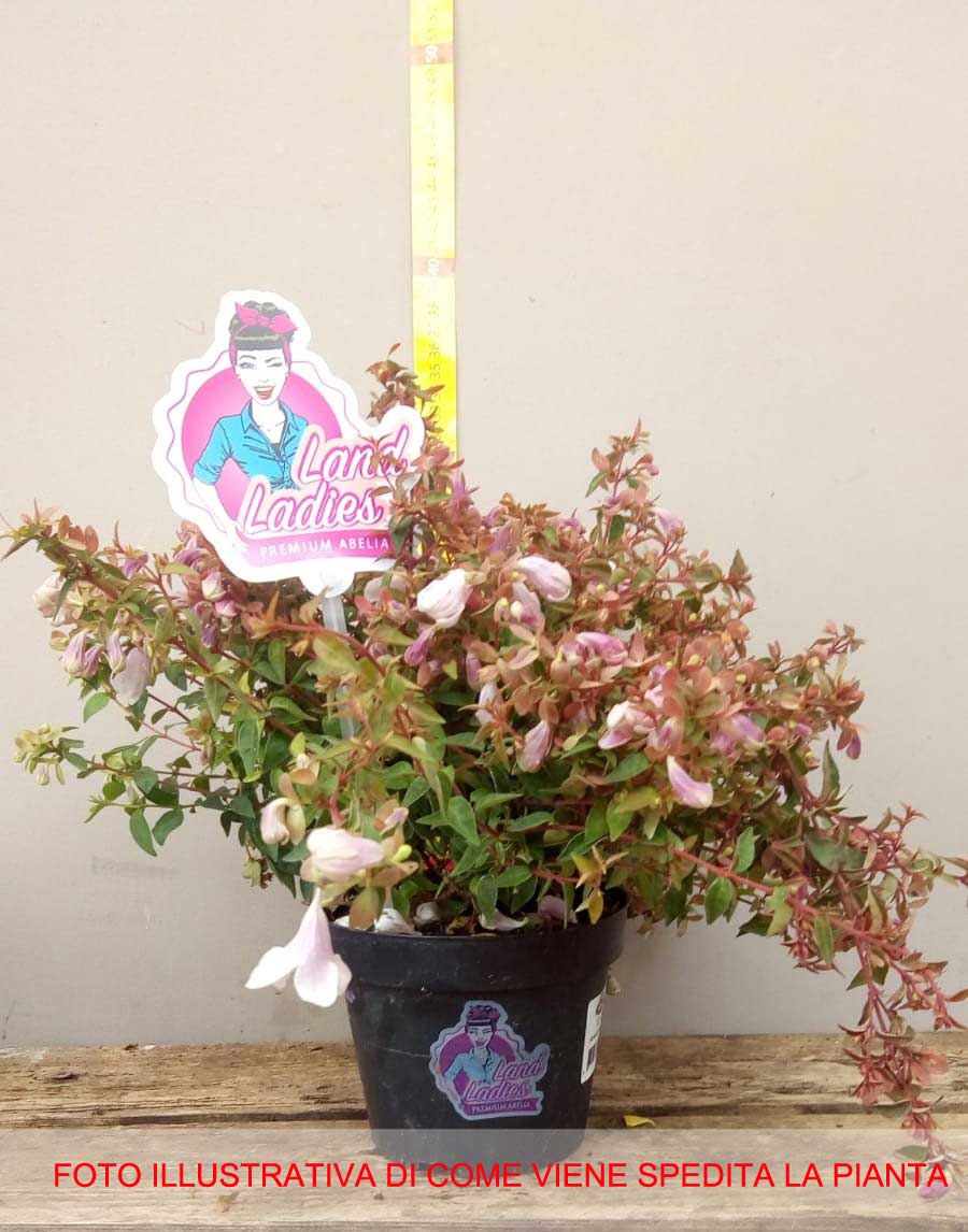 ABELIA GRANDIFLORA PINKY BELLS VASO 13CM