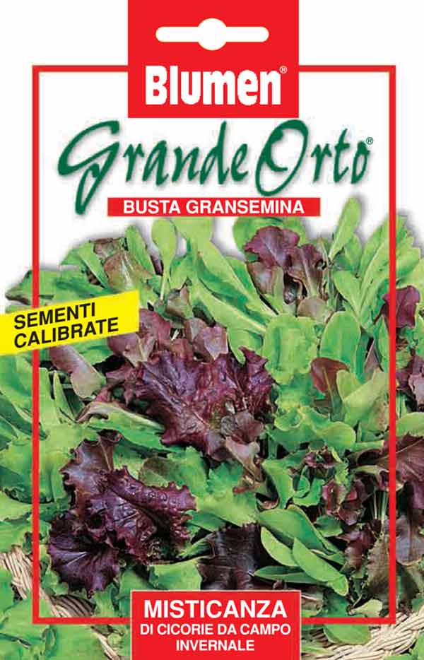 SEMI MISTICANZA DI CICORIE DA CAMPO INVERNALE BLUMEN