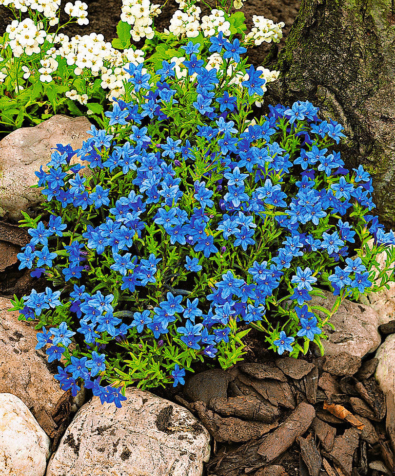 LITHODORA VASO 18CM